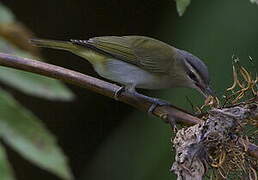 Red-eyed Vireo