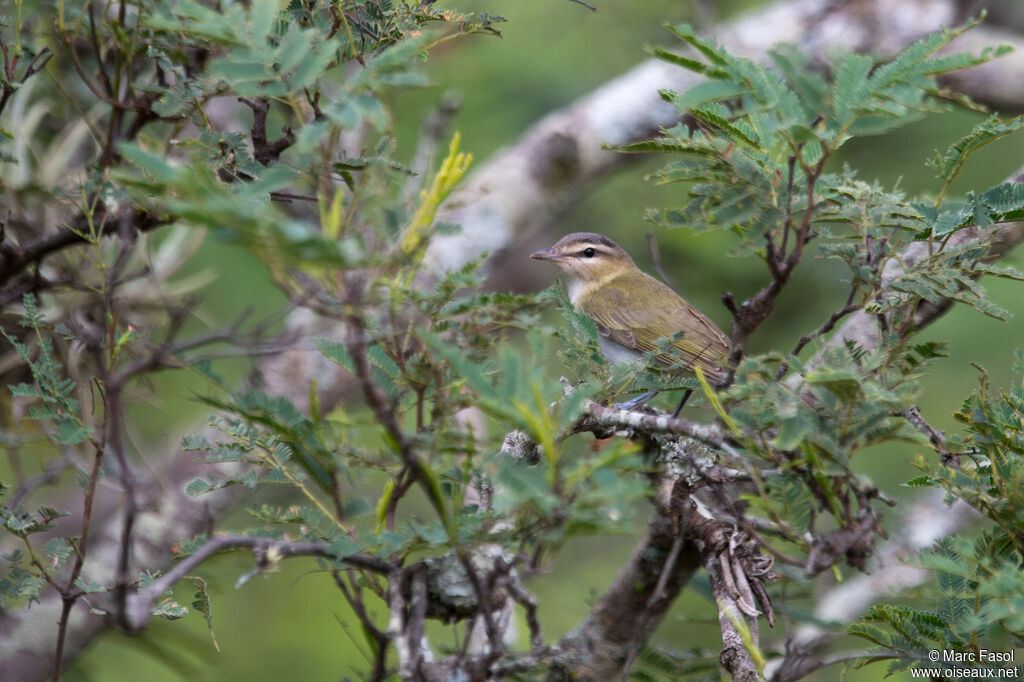 Red-eyed Vireoadult post breeding