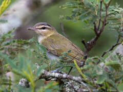 Red-eyed Vireo