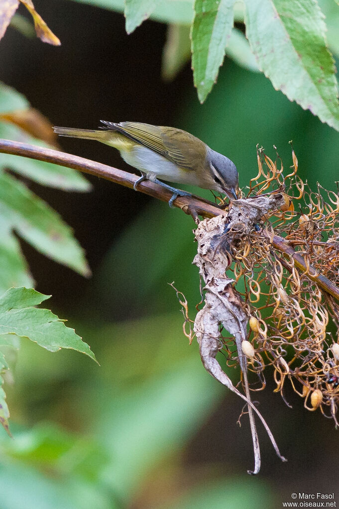 Red-eyed Vireoadult, identification, feeding habits