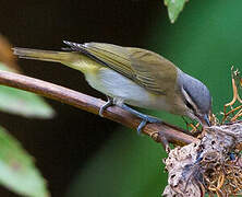 Red-eyed Vireo