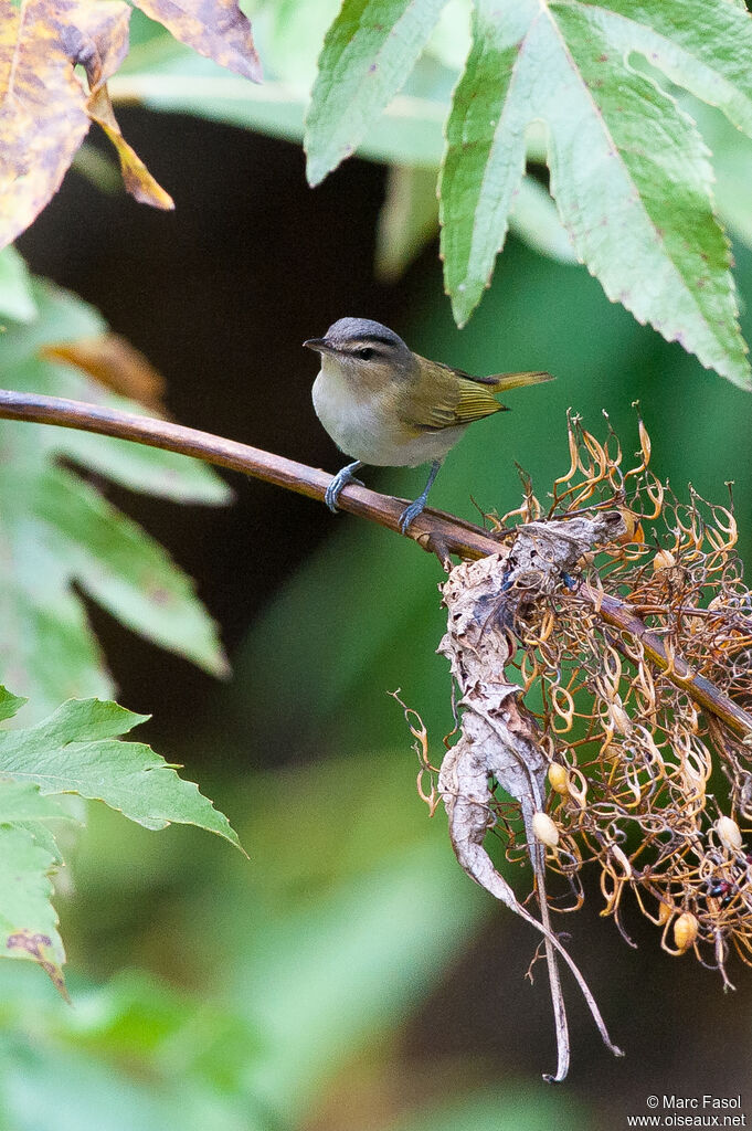 Red-eyed Vireoadult, identification