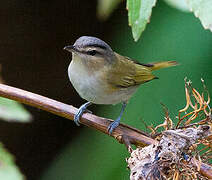 Red-eyed Vireo