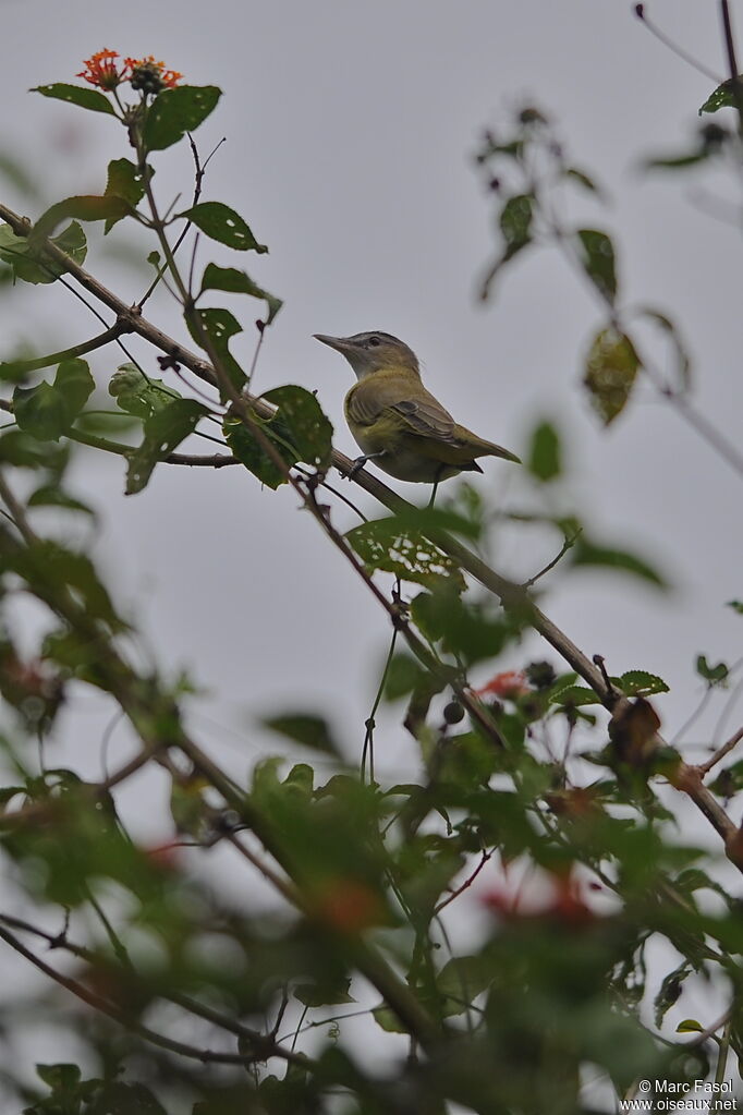 Viréo jaune-verdâtreadulte, identification