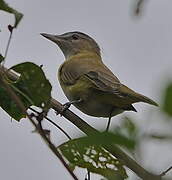 Yellow-green Vireo