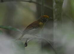 Tawny-crowned Greenlet