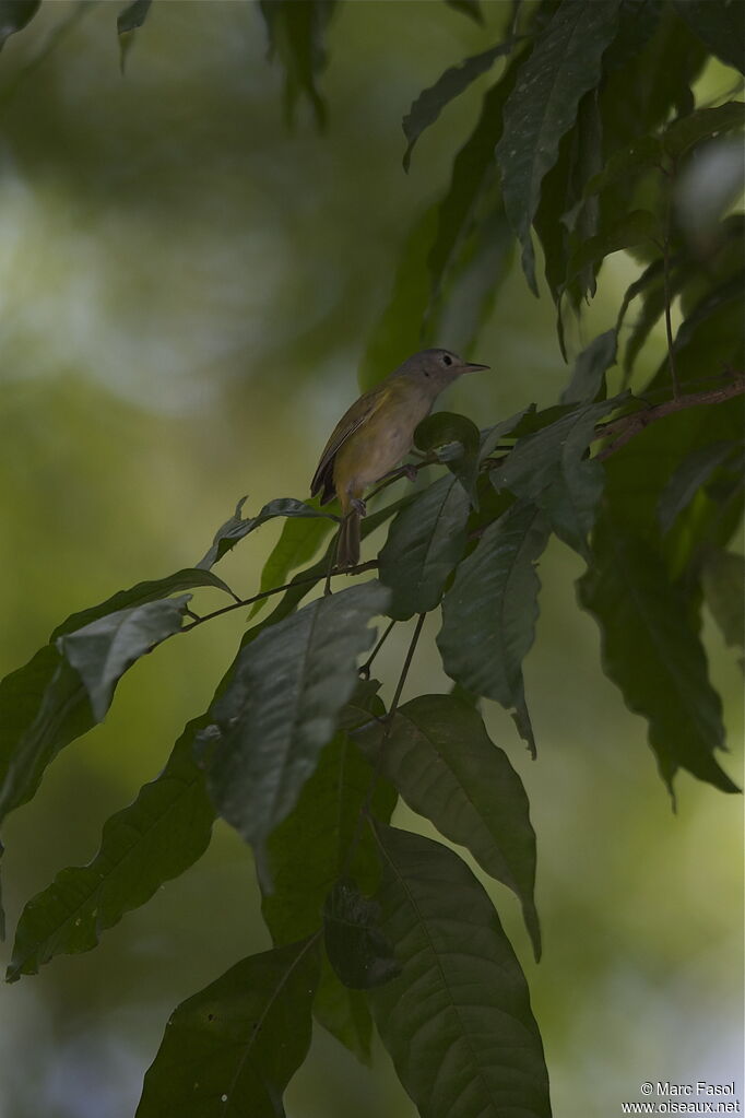 Viréon menuadulte, identification