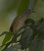 Lesser Greenlet