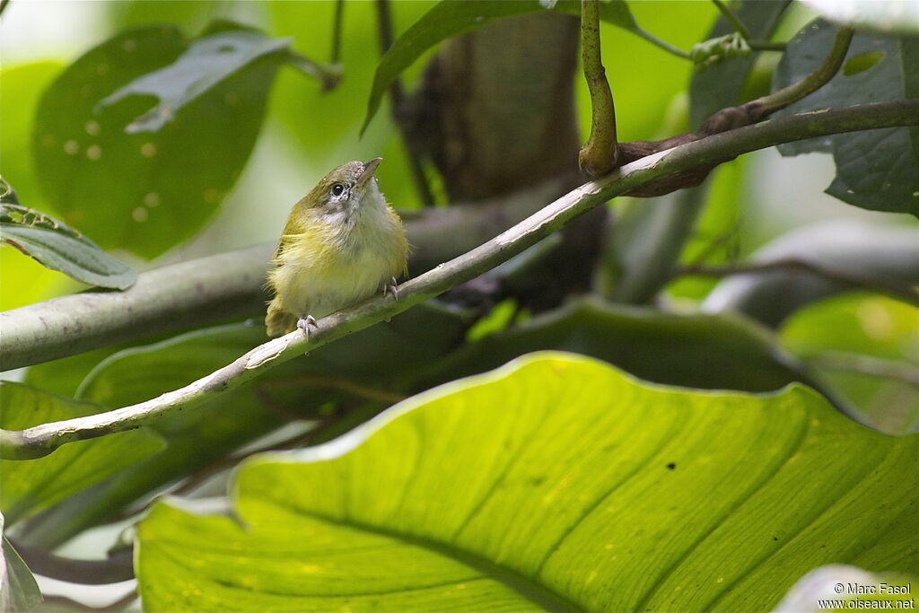 Lesser Greenletadult, habitat