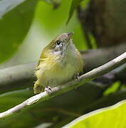 Lesser Greenlet