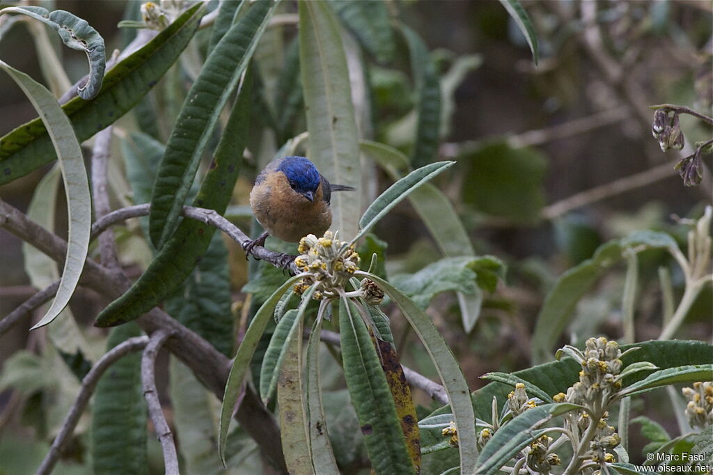 Xénodacnis mésange femelle, identification