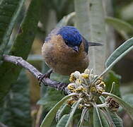 Xénodacnis mésange