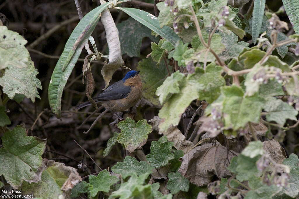 Xénodacnis mésange femelle adulte, identification