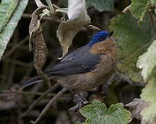 Tit-like Dacnis