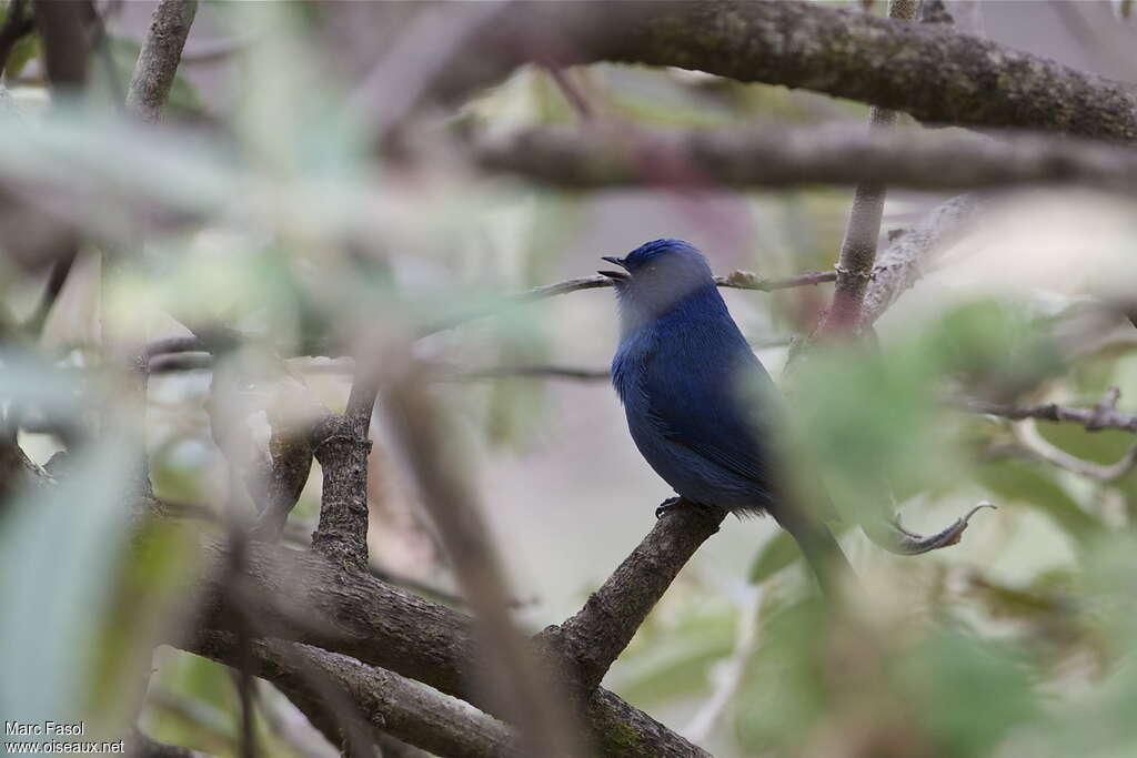 Tit-like Dacnis male adult, identification, song