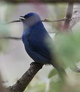 Tit-like Dacnis