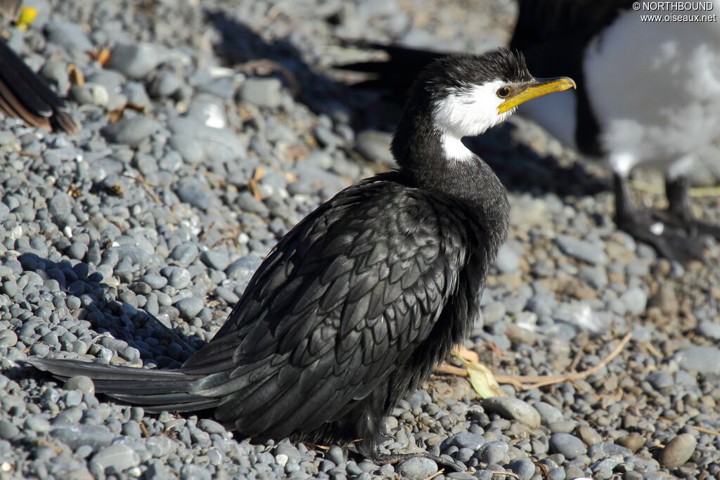 Little Pied Cormorantjuvenile