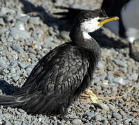 Little Pied Cormorant