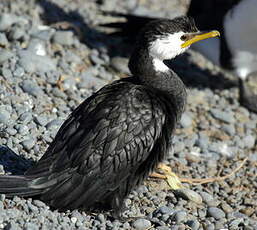 Cormoran pie