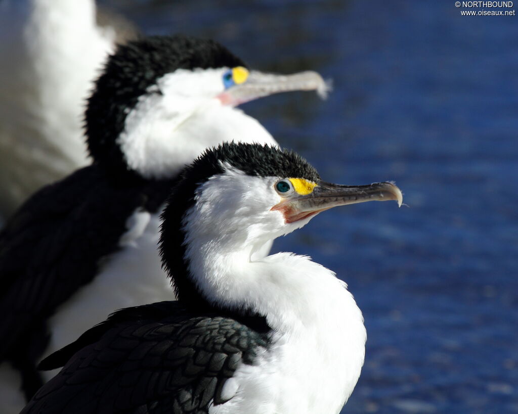 Australian Pied Cormorantadult breeding