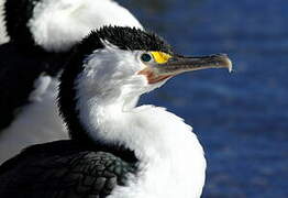 Australian Pied Cormorant