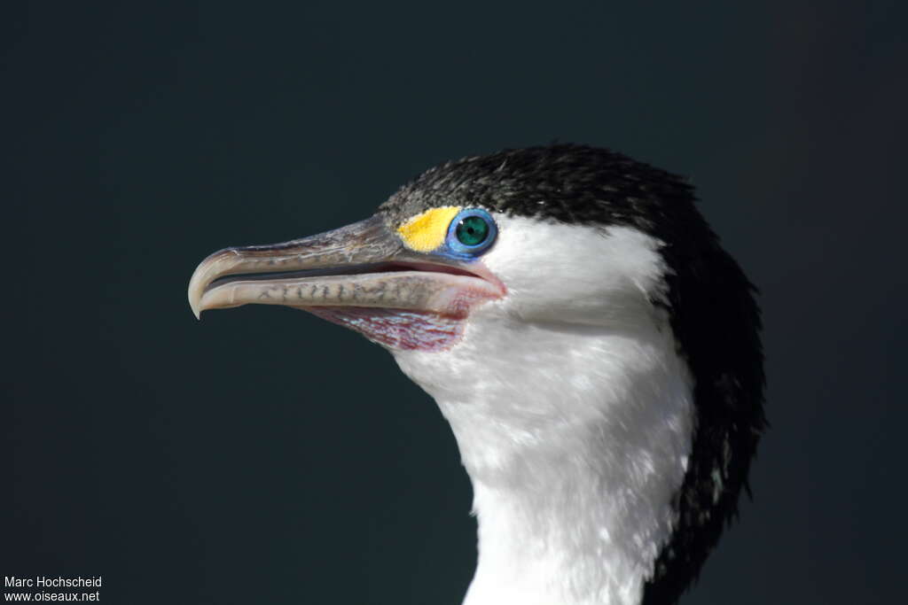 Australian Pied Cormorantadult breeding, close-up portrait