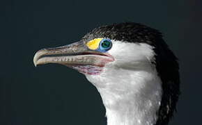 Australian Pied Cormorant