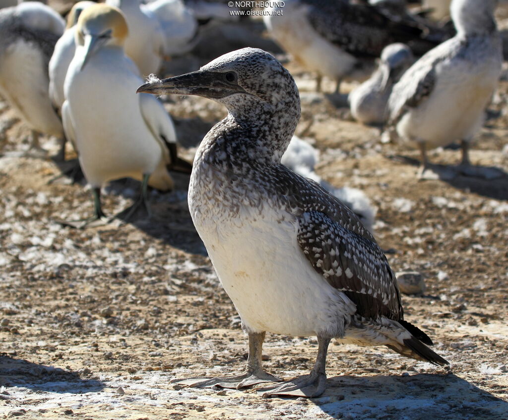 Fou australimmature, identification