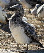 Australasian Gannet