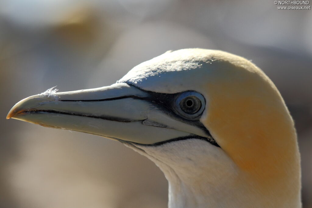 Australasian Gannetadult