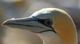 Australasian Gannet