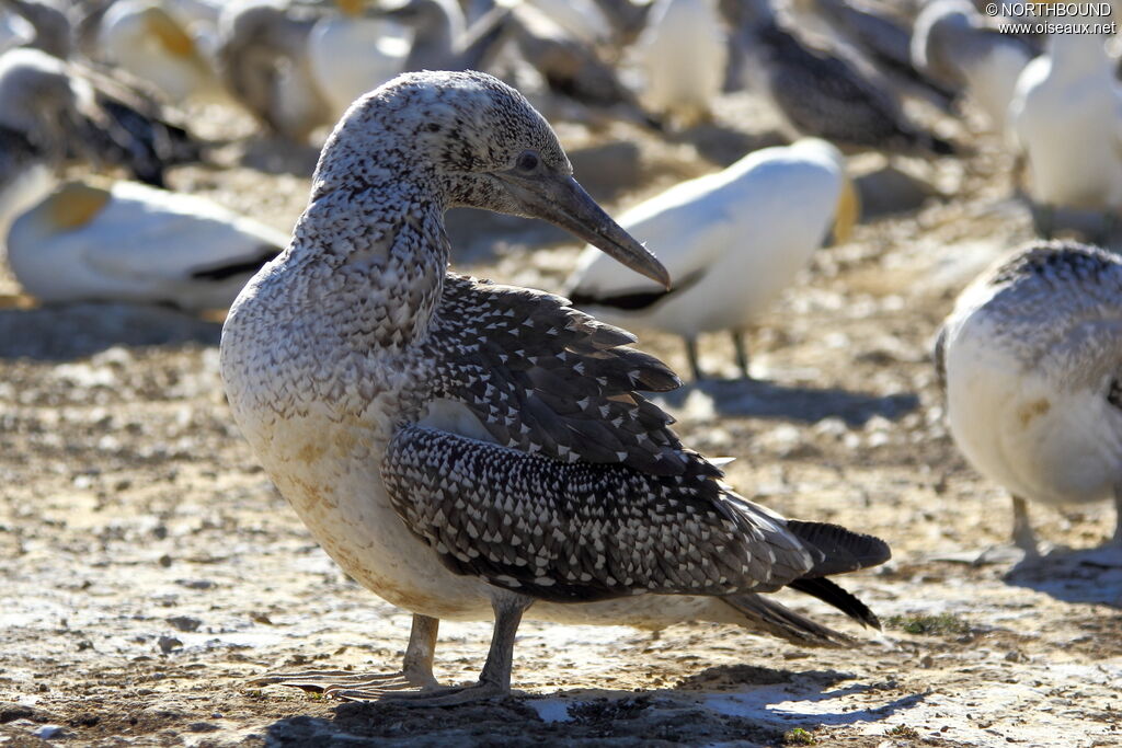 Australasian Gannetjuvenile