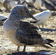 Australasian Gannet