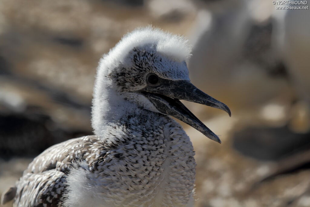 Australasian Gannetjuvenile