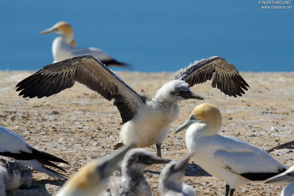 Australasian Gannetjuvenile, Flight