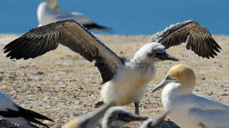 Australasian Gannet