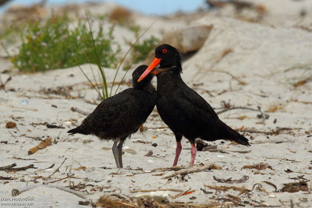 Variable Oystercatcher, Behaviour