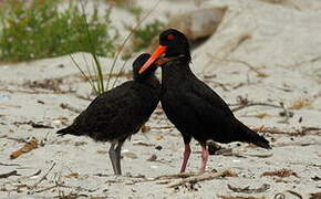 Variable Oystercatcher