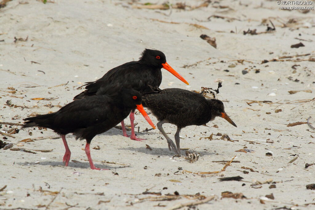 Variable Oystercatcher 