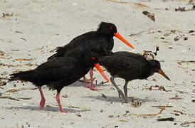 Variable Oystercatcher