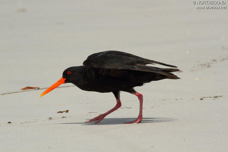 Variable Oystercatcher male adult