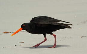 Variable Oystercatcher