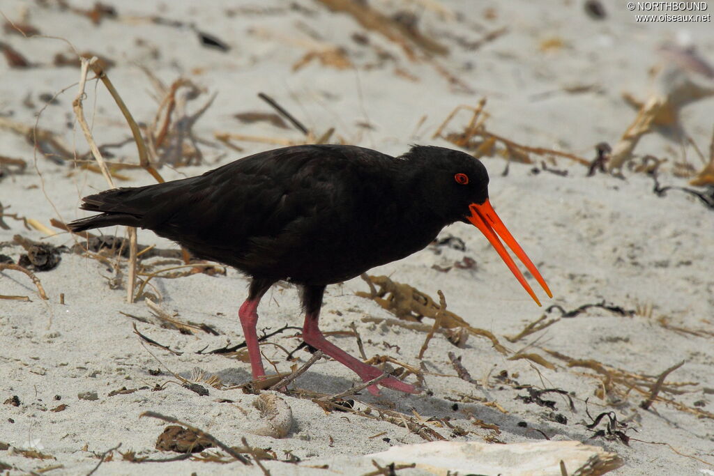 Variable Oystercatcher