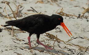 Variable Oystercatcher