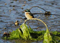 Sacred Kingfisher