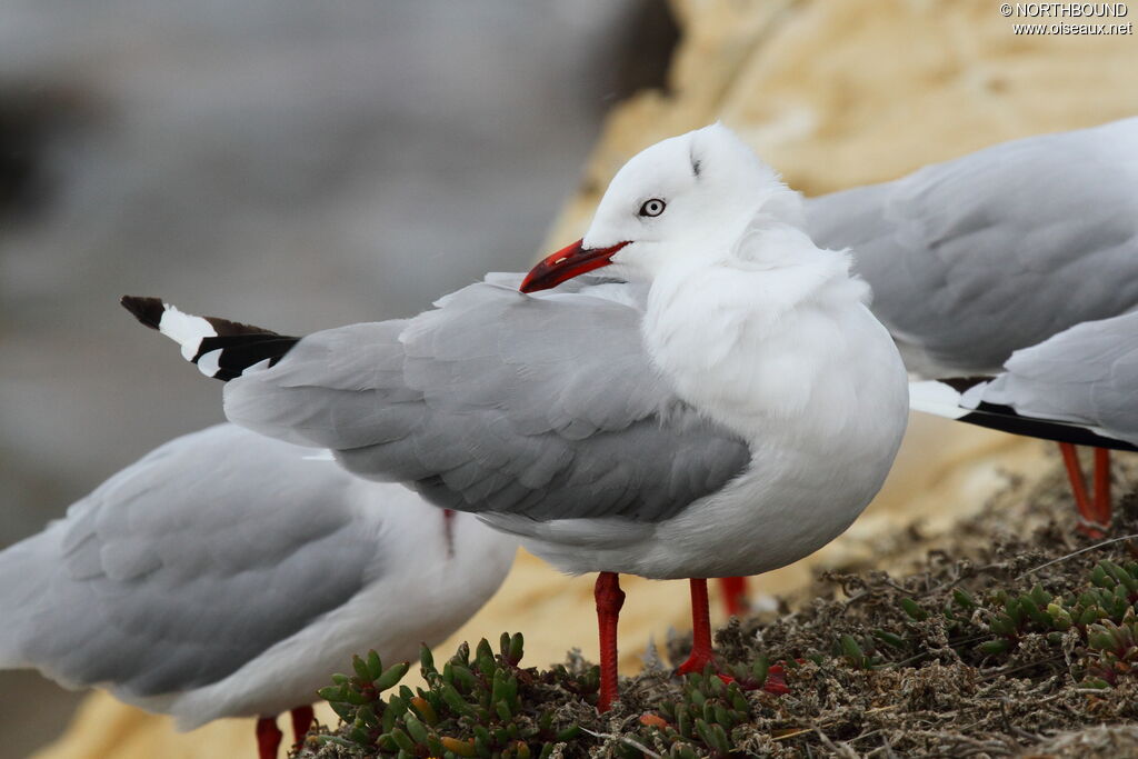 Mouette scopulineadulte