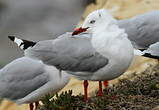 Mouette scopuline