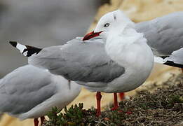 Mouette scopuline