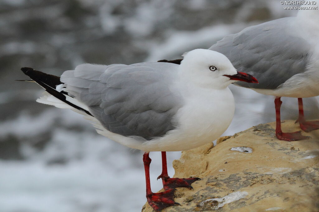 Mouette scopulineadulte