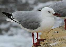 Mouette scopuline